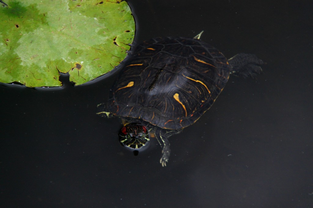 Turtle - water lilly leaf