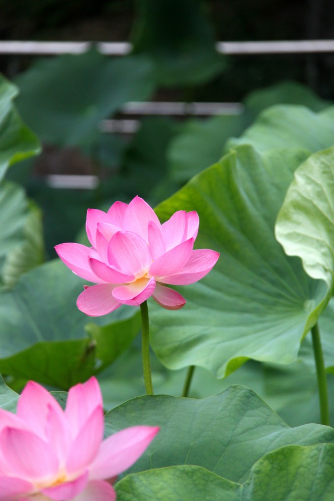 Lotus flower, Baile Felix