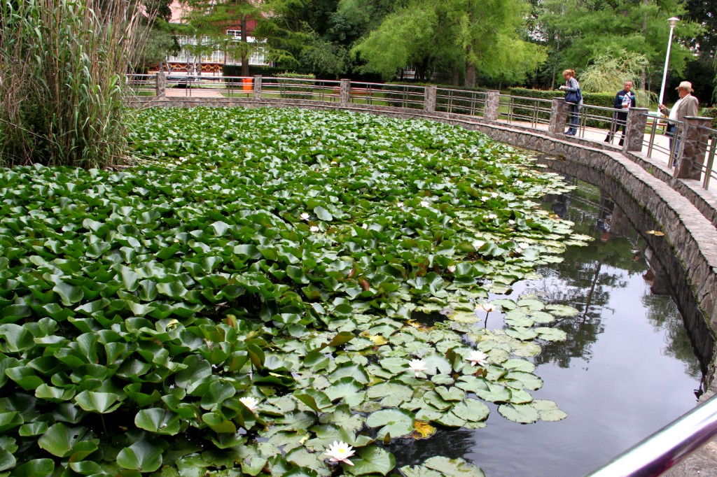 Water lillies