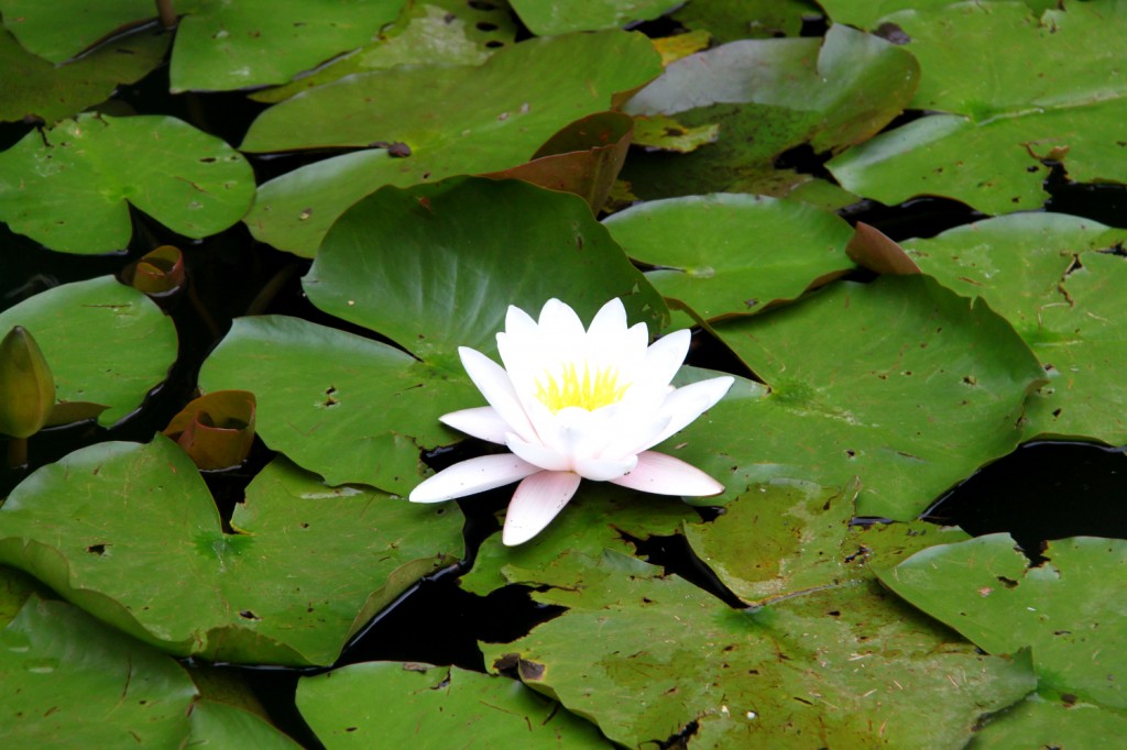 Water lilly