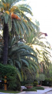 Nice, France - palm tree