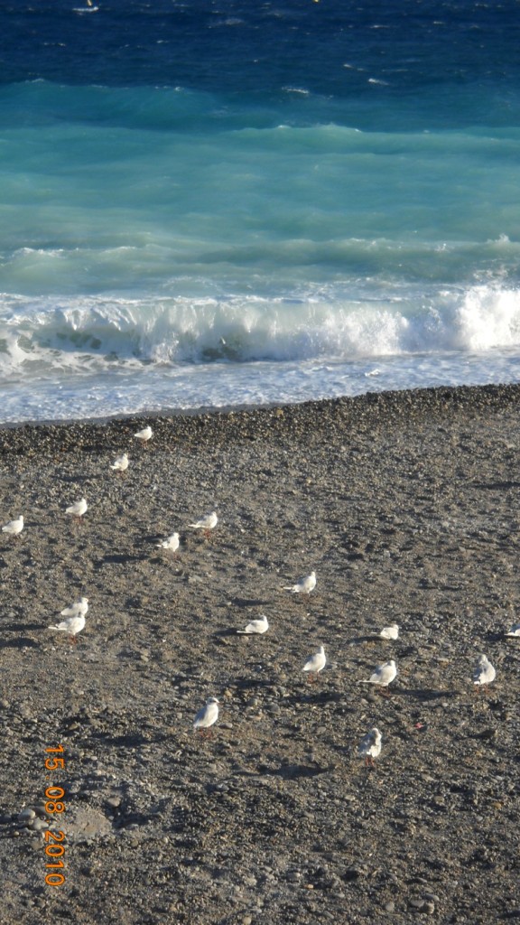 Nice beach and pigeons