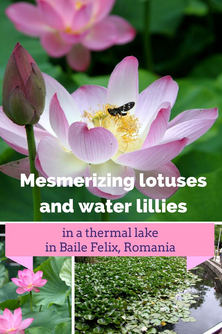 Baile Felix - mesmerizing lotuses and water lillies