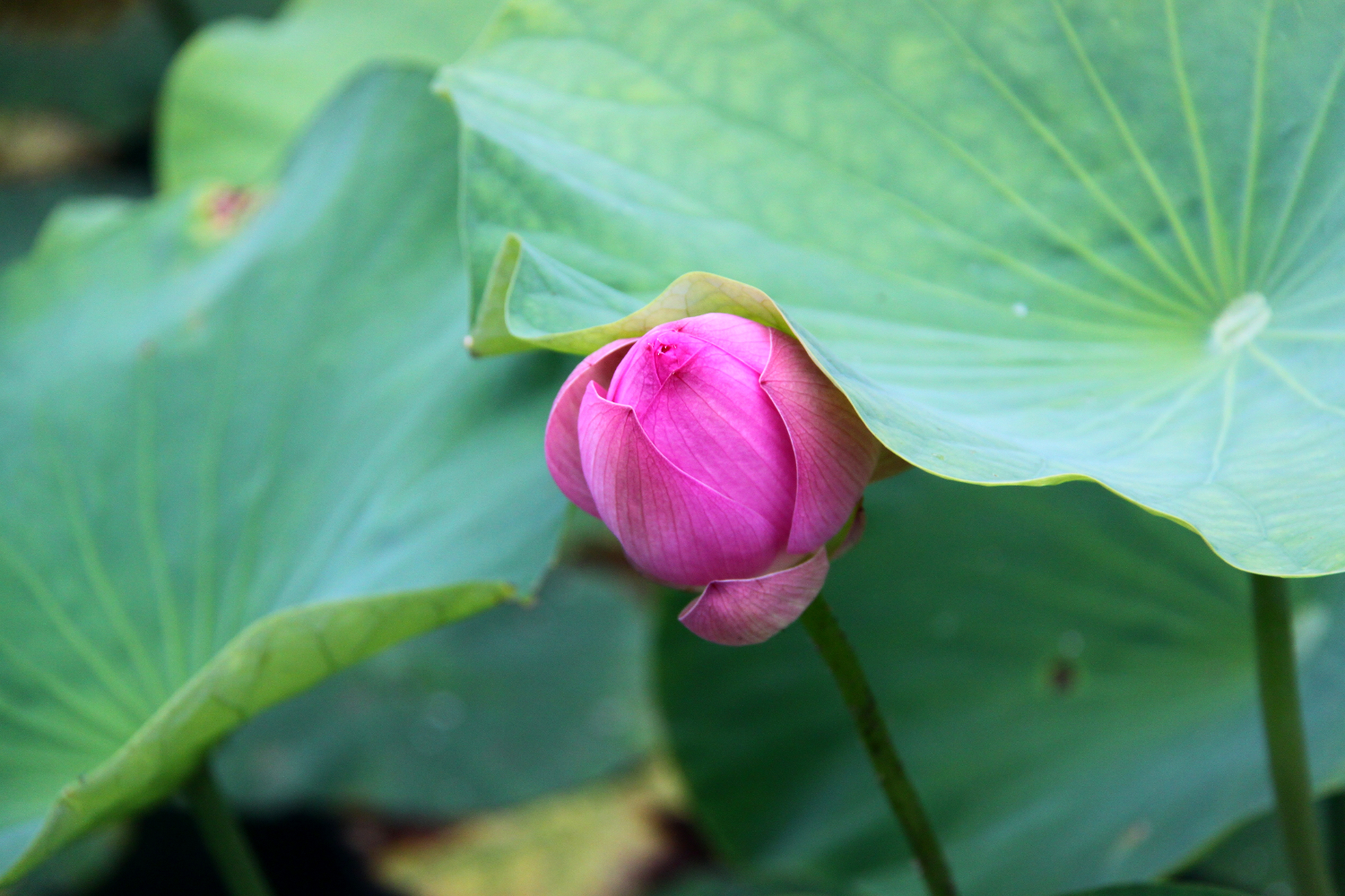 Mesmerizing lotuses and water lillies in a thermal lake in Baile Felix