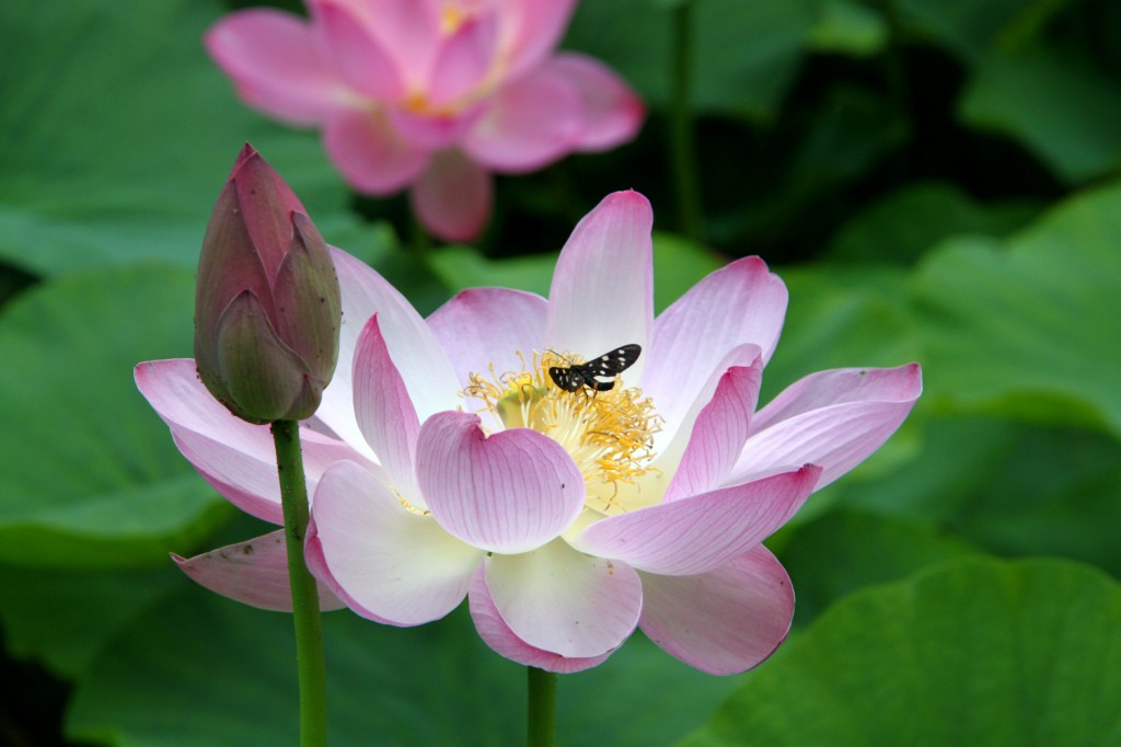 Pink lotus, Baile Felix