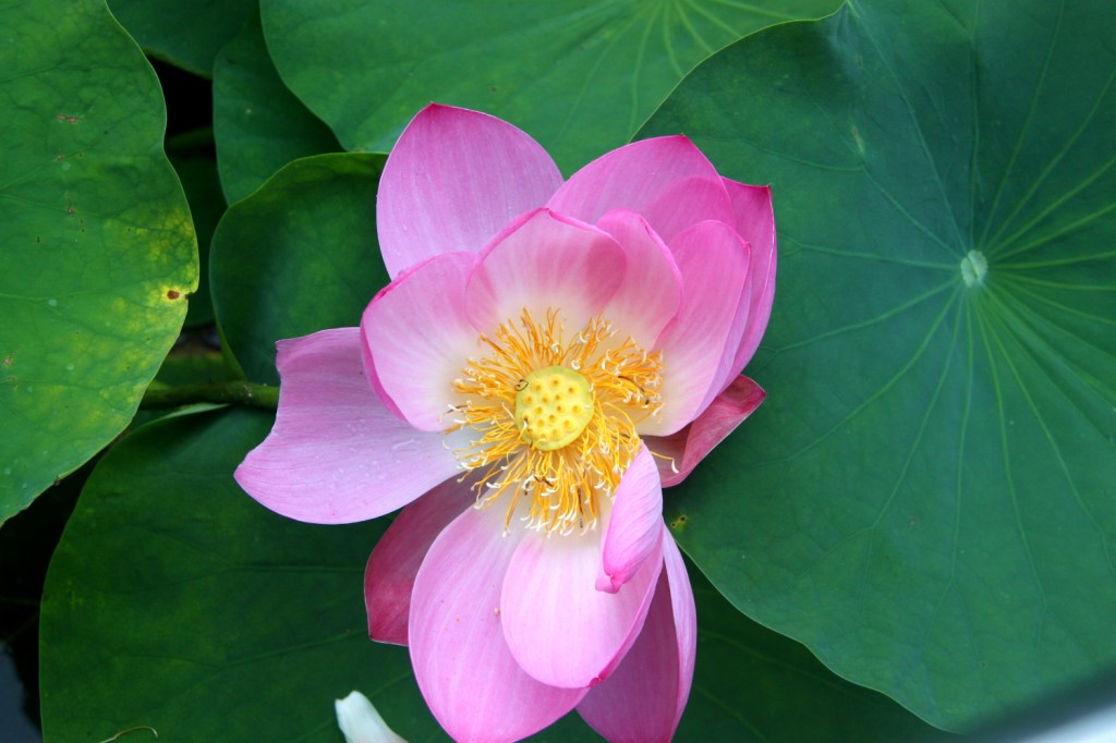 Lotus flower