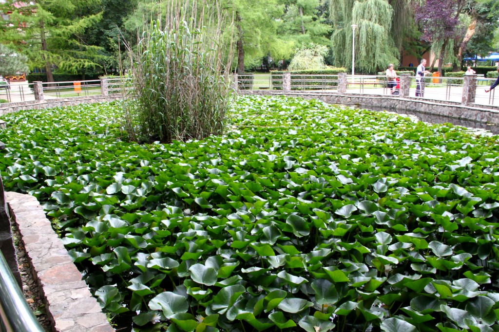 Water lillies, Baile Felix