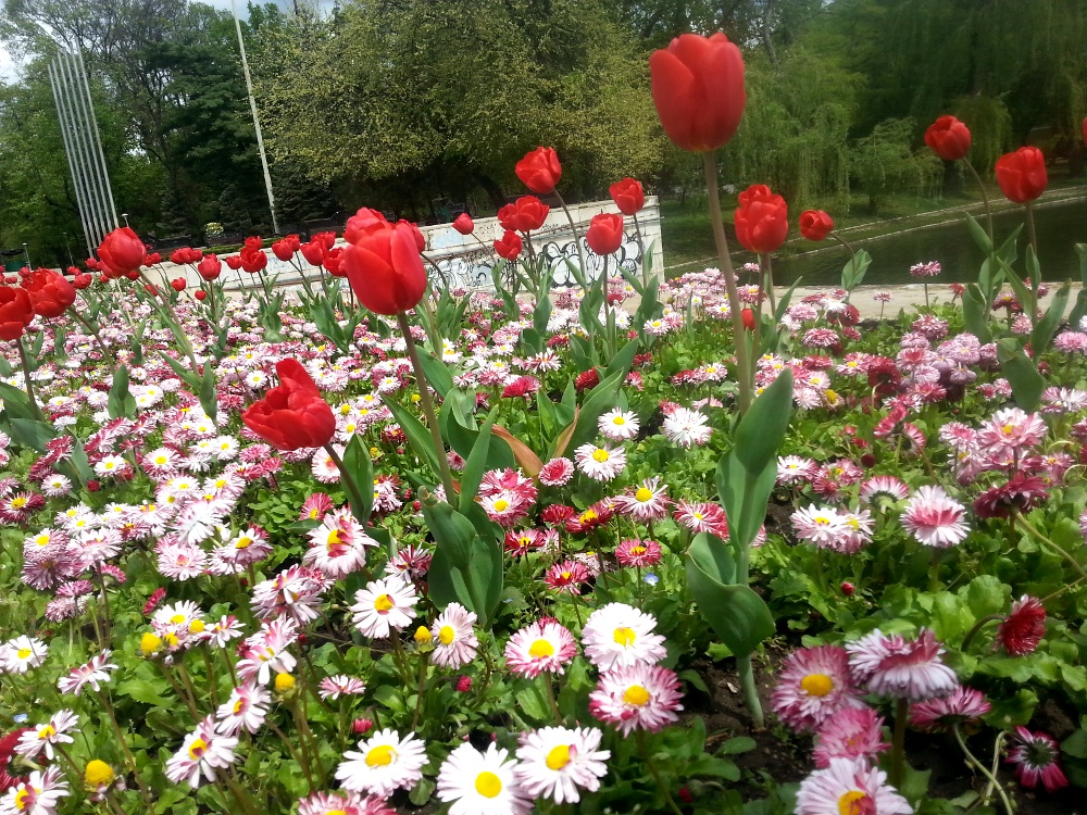 Beautiful and colorful daisies and tulips in Carol Park, Bucharest