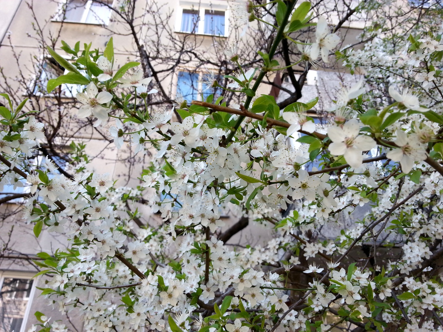 Spring blossom - apricot tree