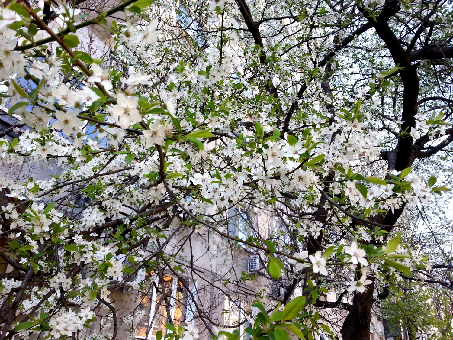 Spring blossom - apricot tree - Bucharest, Romania
