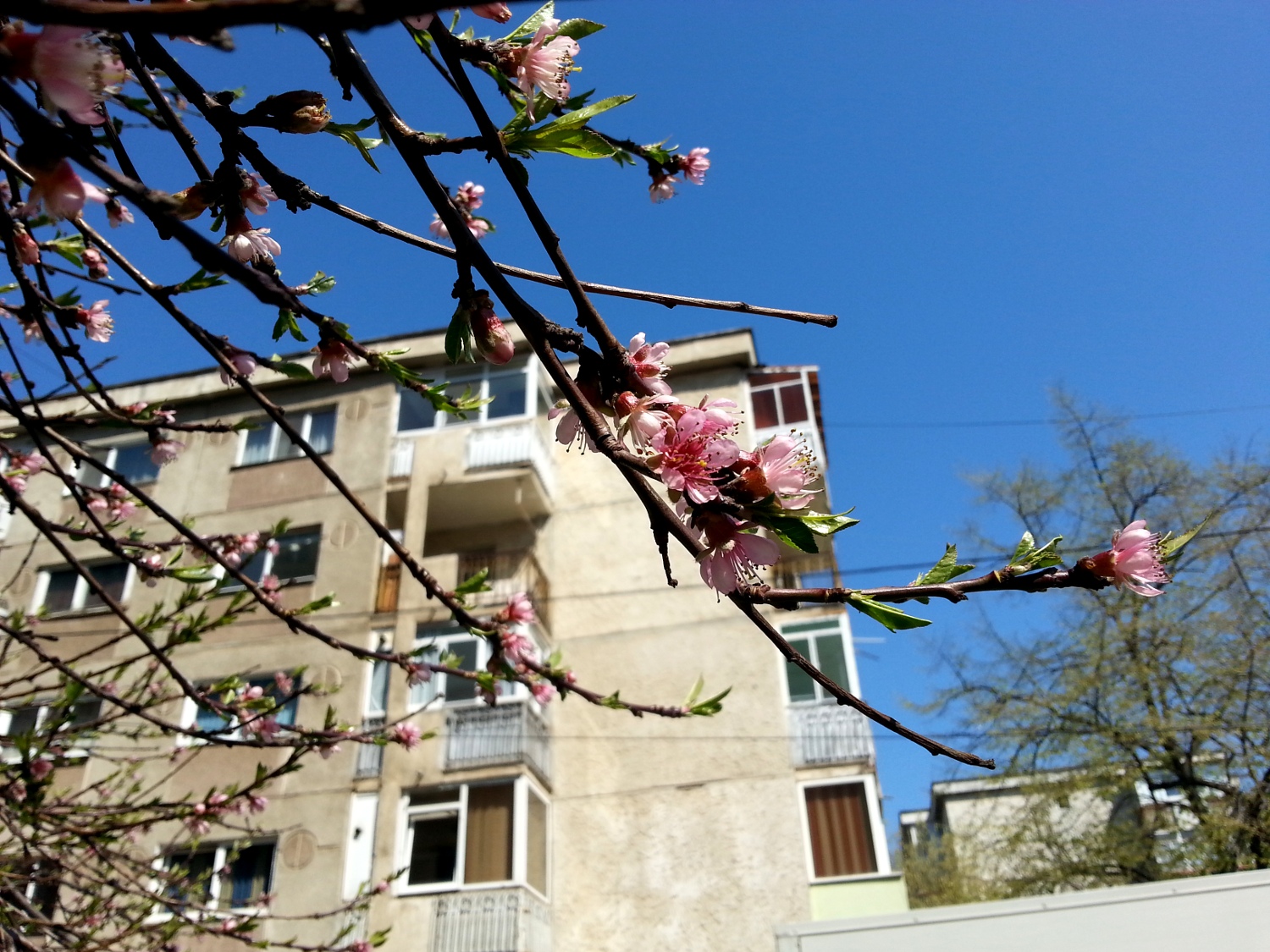 Spring blossom - Bucharest, Romania