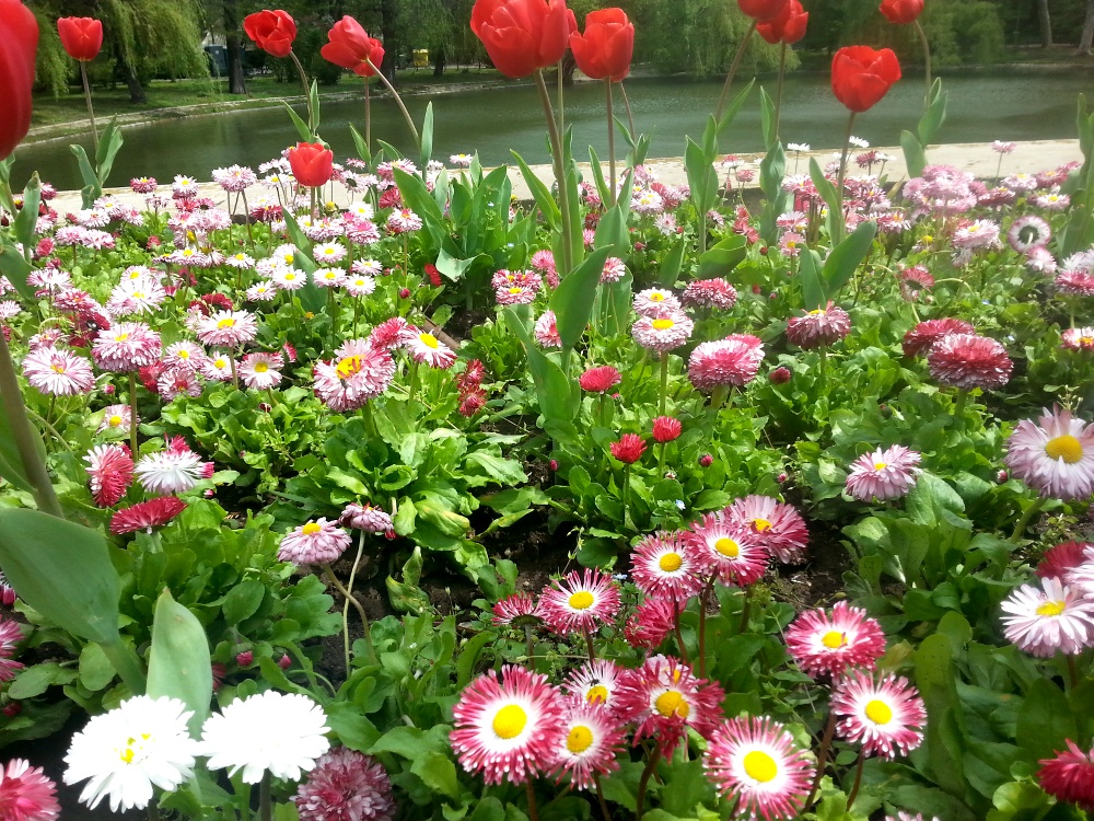 Beautiful and colorful daisies and tulips in Carol Park, Bucharest