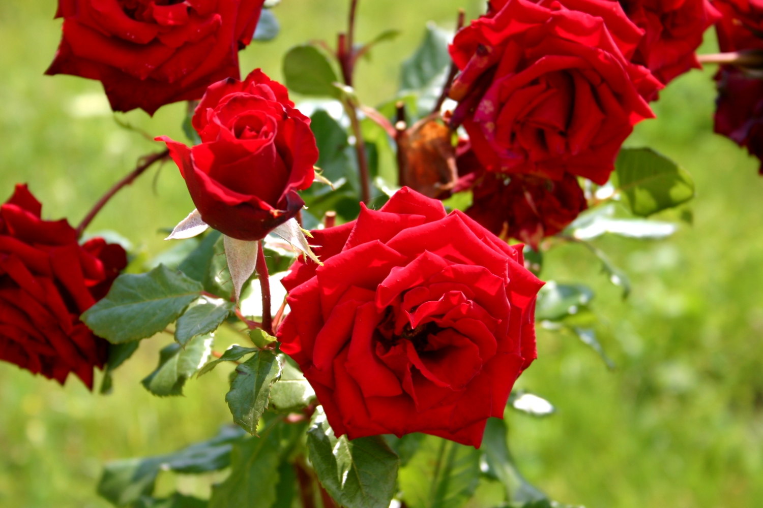 Bran - red roses