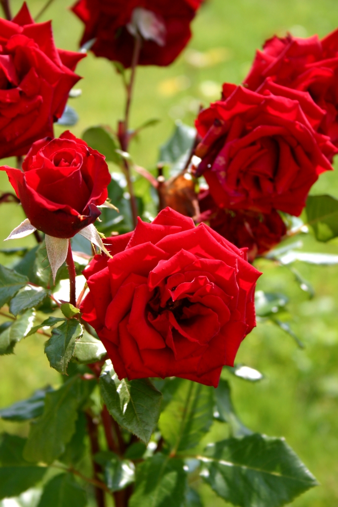 Red roses, Bran