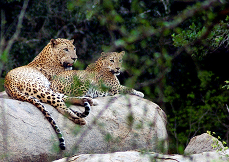 Leopards at Yala National Park