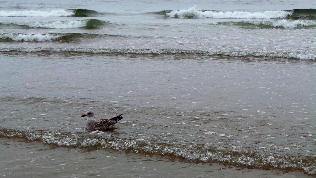 The Northern Sea - seagull