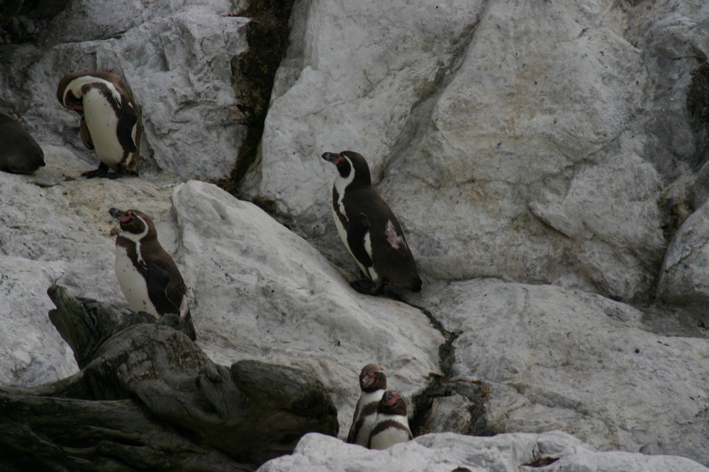 Penguins at the Schoenbrunn Zoo (Tiergarten Schönbrunn)