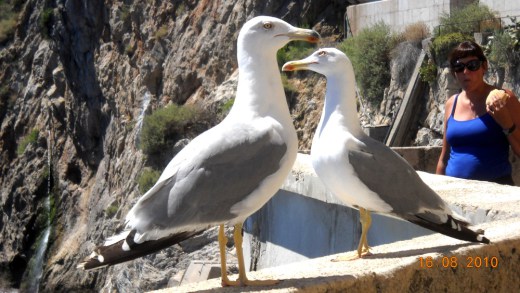 Monaco seagulls