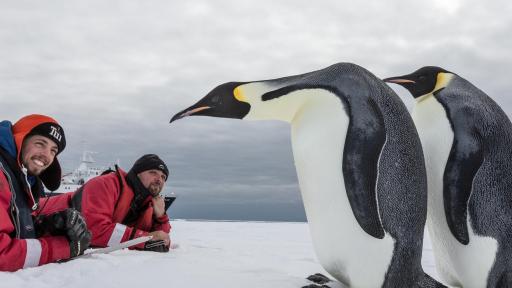 Emperor Penguin Couple in the Ross Sea