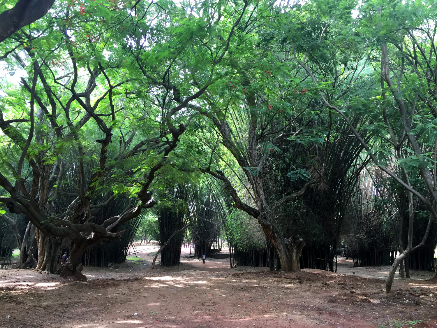 Bangalore - Cubbon Park