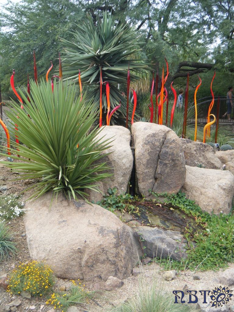 The Desert Botanical Gardens with a temporary Chihuly installation in the background - #Phoenix #travel #guide