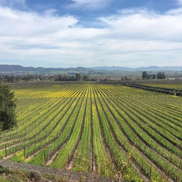 Gloria Ferrer Caves Vineyards - A local's #guide to #Sonoma, #California