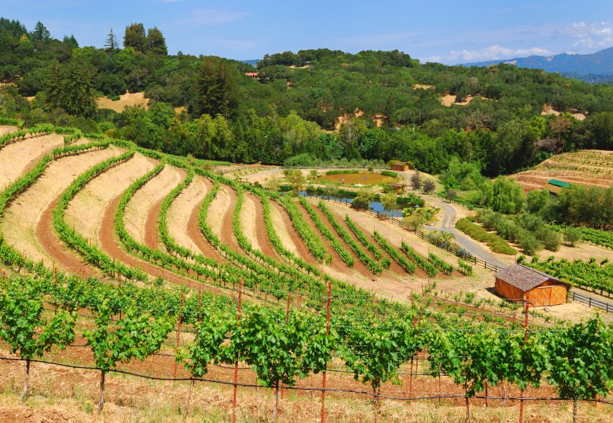 Best Things to Do in Sonoma CA: Wine, Wineries, Food & Travel Guide