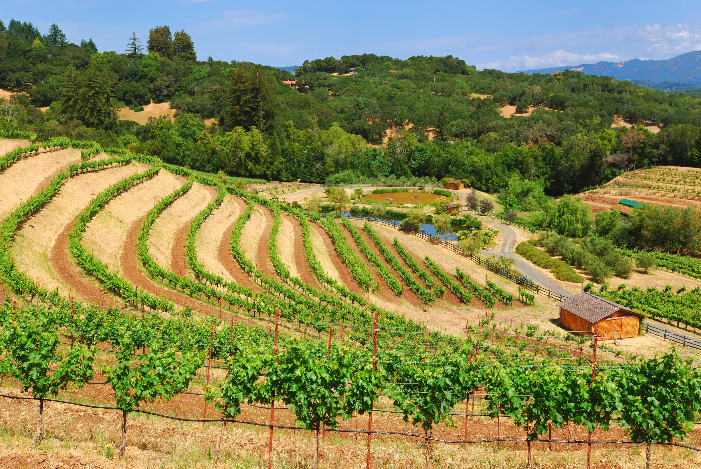 Discover the best things to do in Sonoma CA: wine tasting, top wineries, where to eat, where to stay, and hidden gems in Sonoma Wine Country.