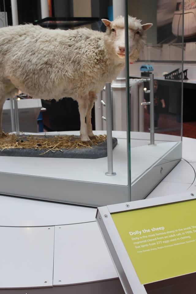 National Museum of Scotland - Dolly sheep. Discover the top Edinburgh attractions from this article
