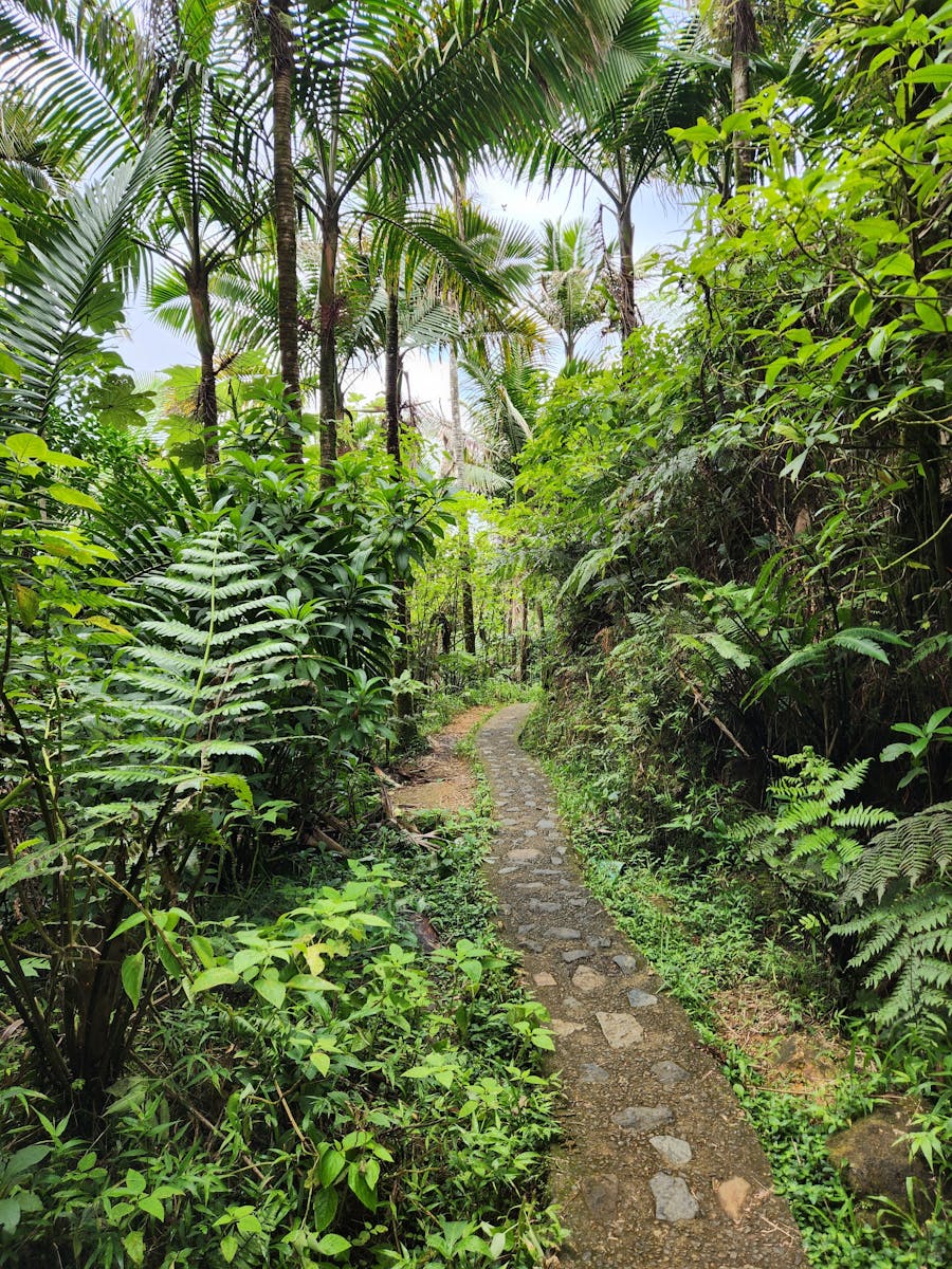 El Yunque