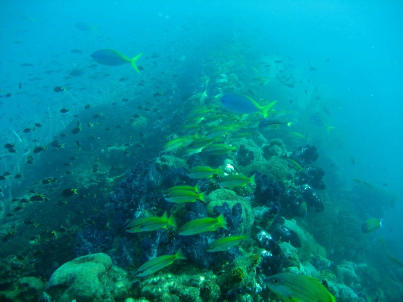 Fish on the wreck of the Yongala