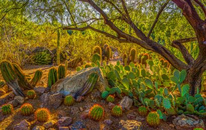 What to Do in Phoenix, Arizona