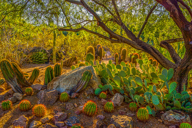 Desert Botanical Garden - Phoenix - What to do in Phoenix