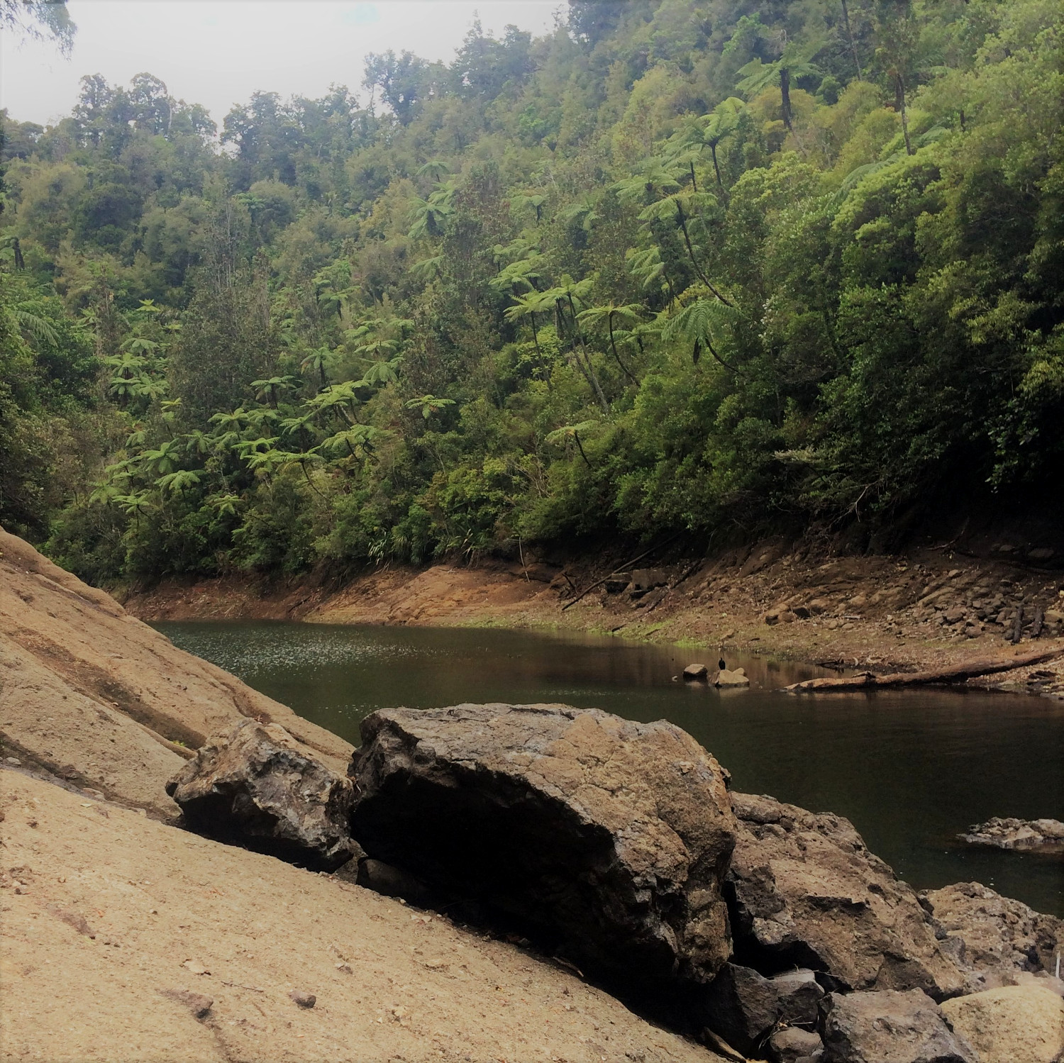 Waitakere Ranges - A local's travel guide to Auckland, New Zealand