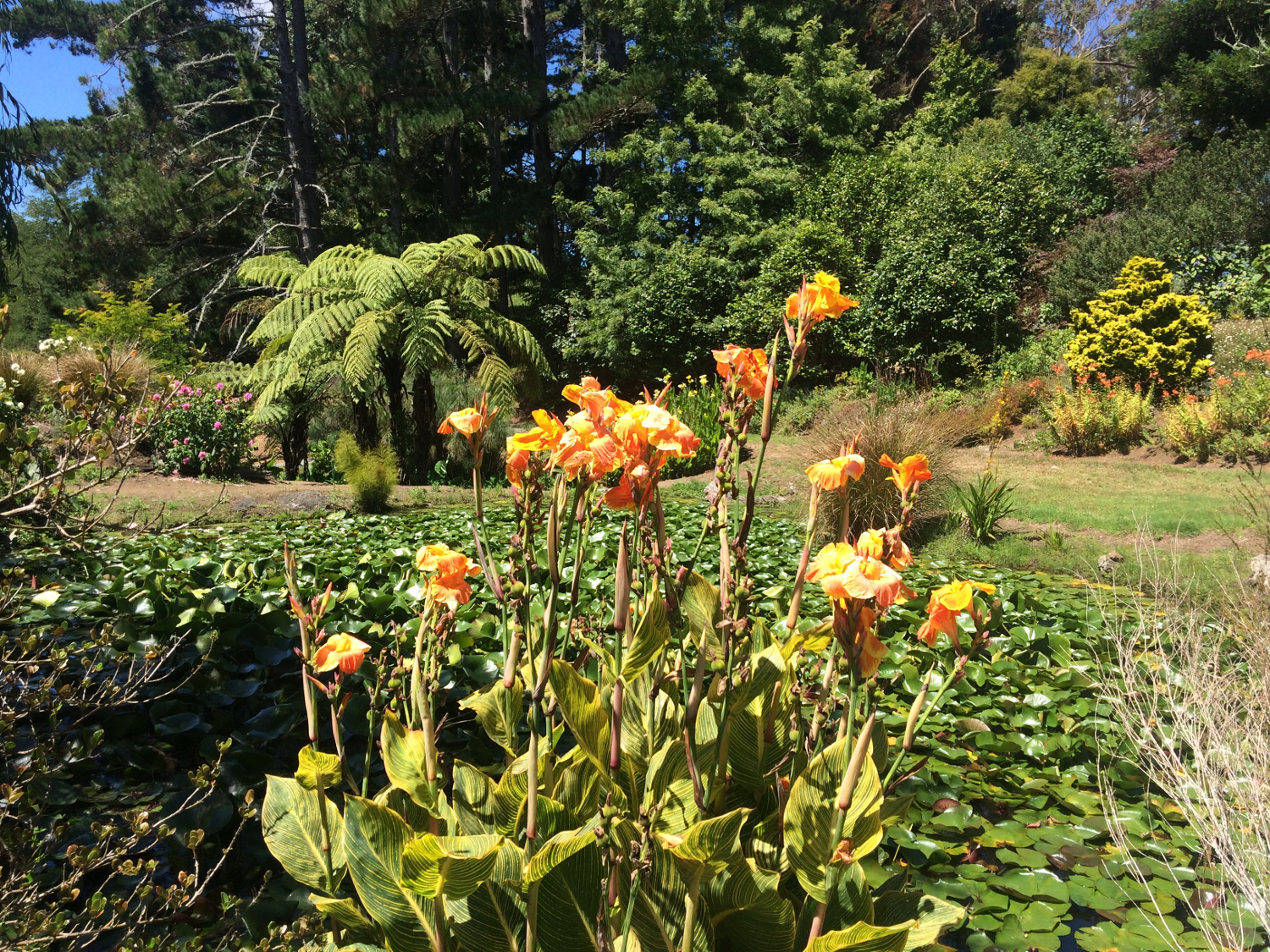 Wrights Water Gardens - A local's travel guide to Auckland, New Zealand 
