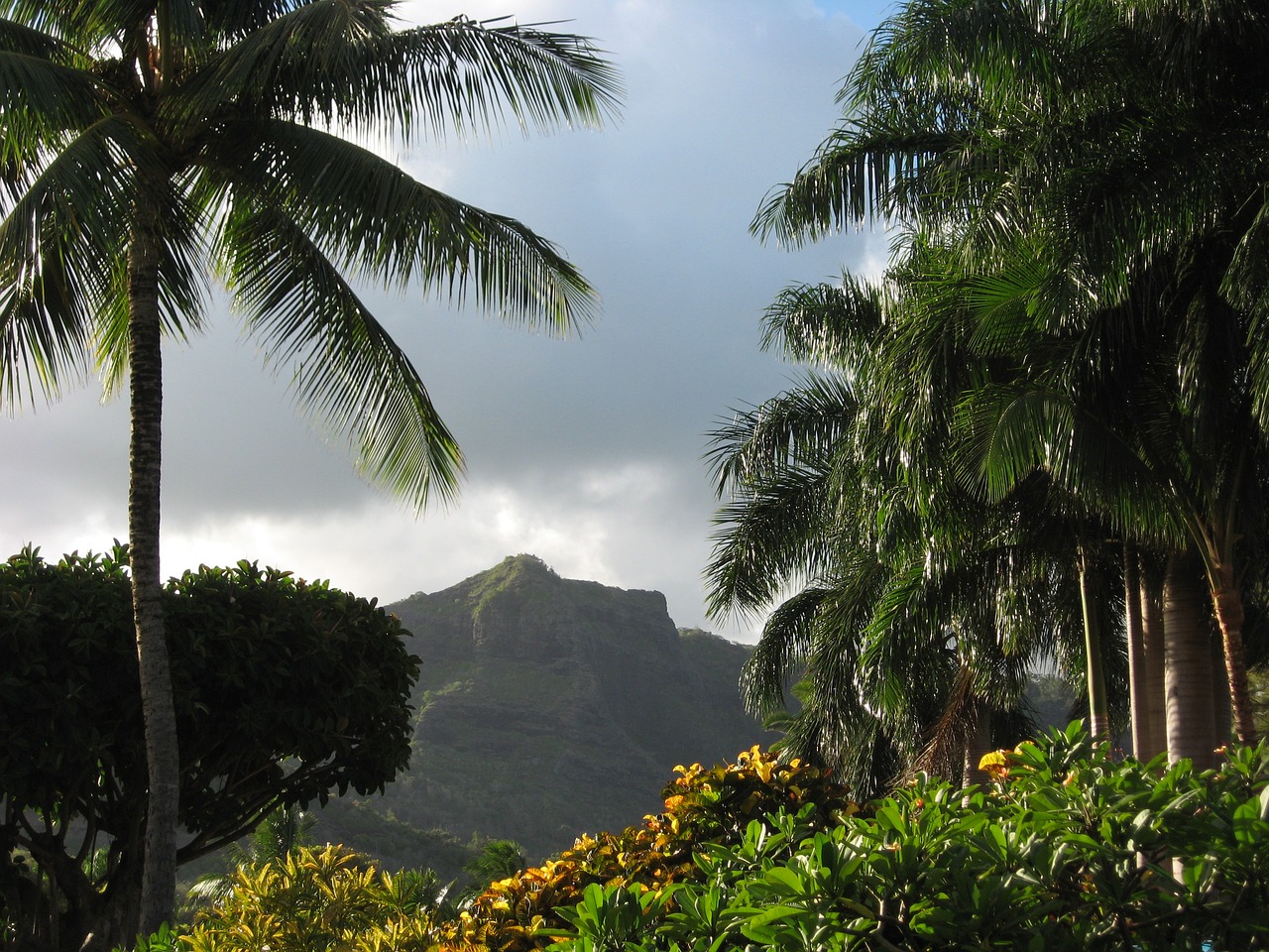palms Hawaii
