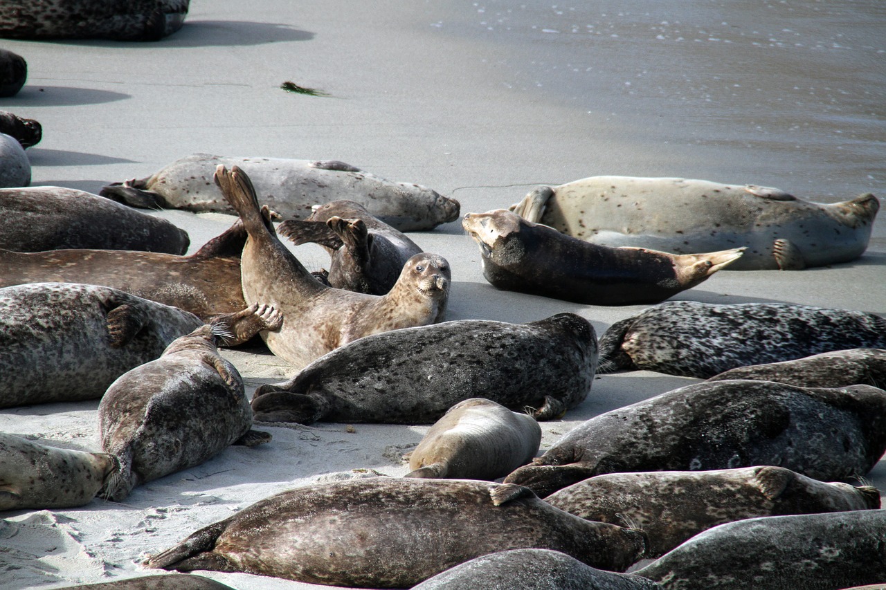 Sea lions, La Jolla, San Diego