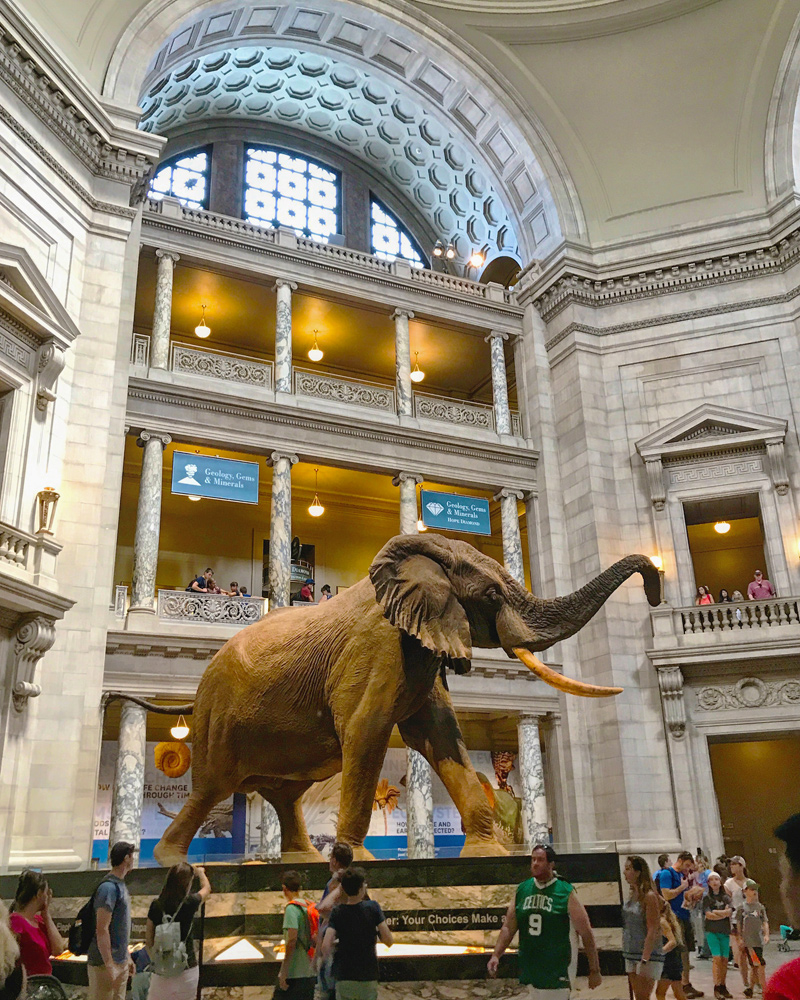 History museum. Музей естествознания (natural History Museum). Смитсоновский музей. Музей естествознания Лондон динозавры. Смитсоновский музей естественной истории здание.