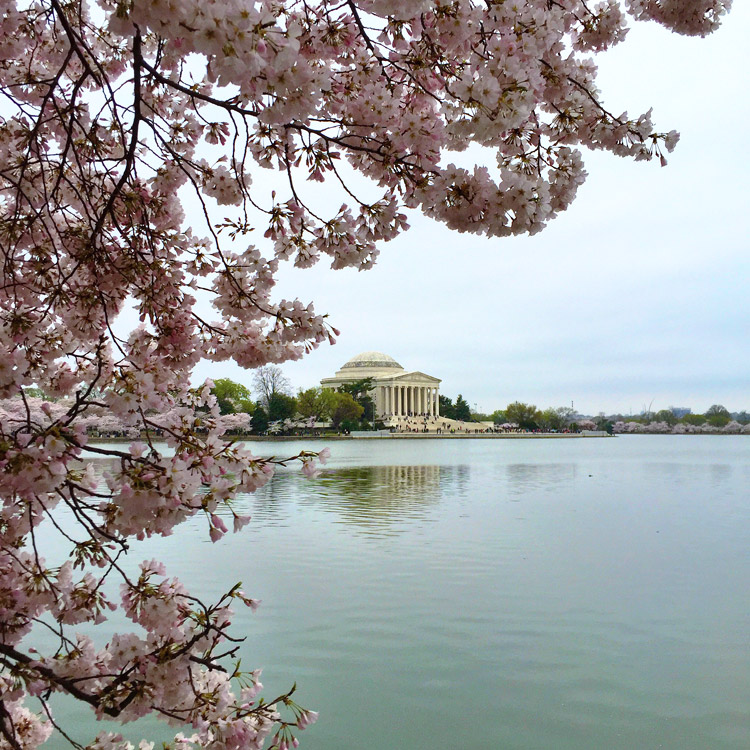 Washington, DC, cherry blossoms7