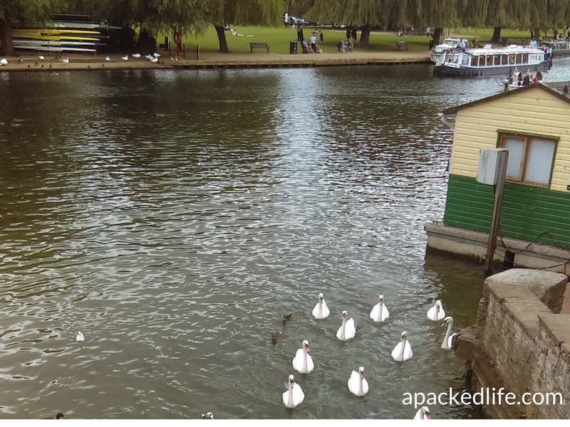 Stratford-upon-Avon, England - Swans on the River Avon. Discover the top Stratford-upon-Avon points of interest and Shakespeare sites