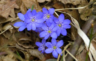 Walk in nature in Maggie Valley