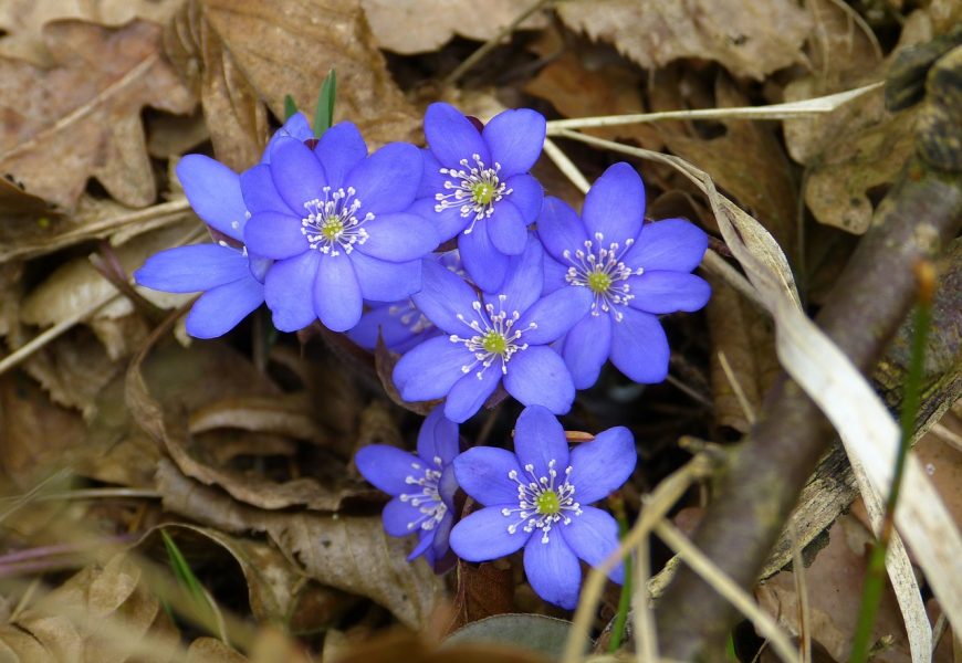 Walk in nature in Maggie Valley