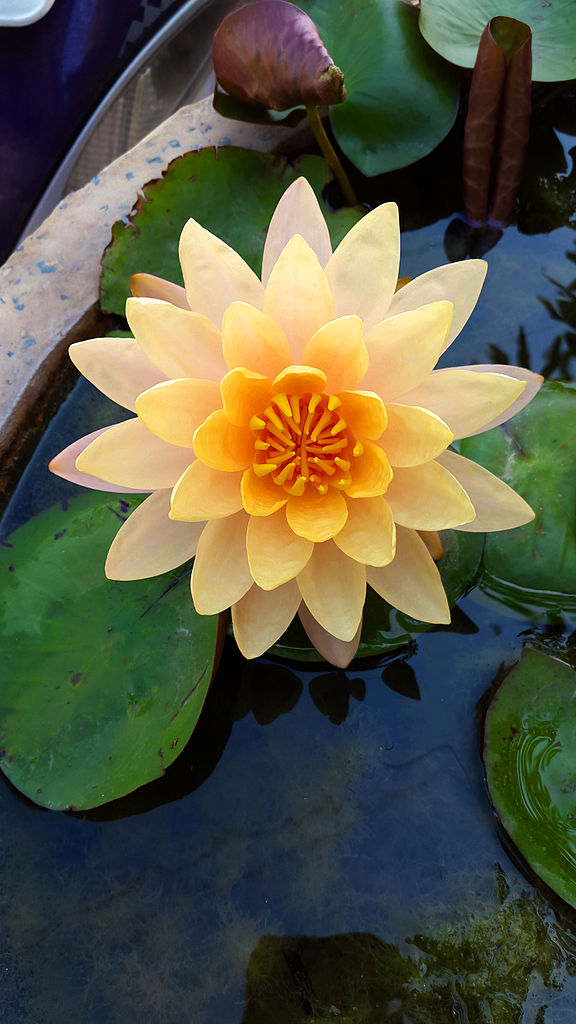 Water Lily in Hyderabad Botanical Gardens Hyderabad