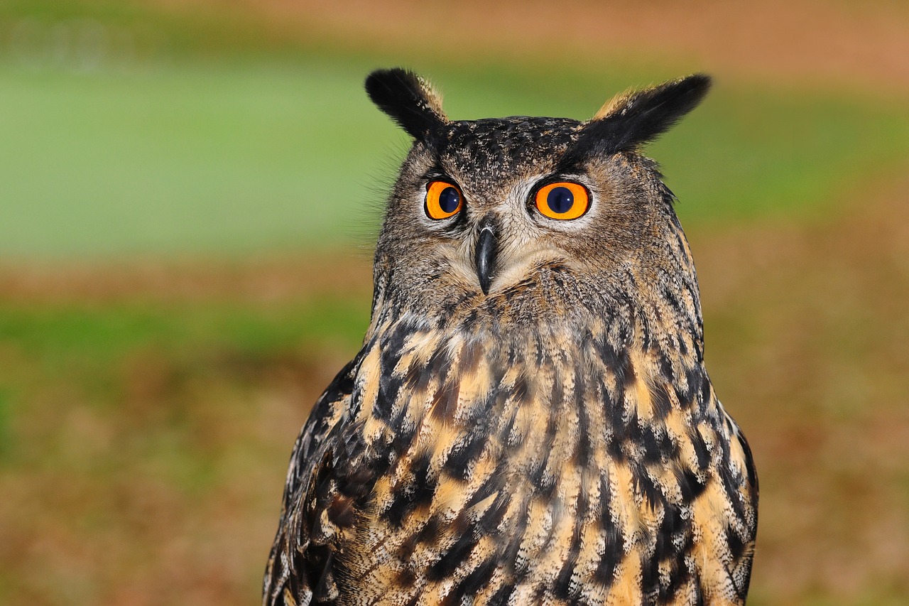 European eagle owl - best European birding tours