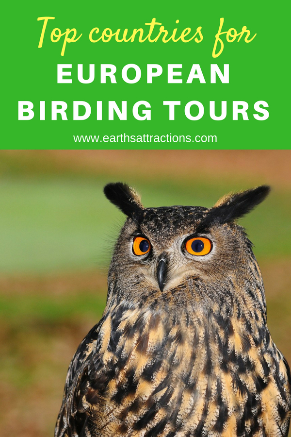 Europe’s best birding tours - best countries for European birding tours - Spanish birding tours, Iceland birding Tours, Greece birding tours, Finland birding tours, Iceland birding tours Save this pin to your boards #birding #tours #Europe #birdingtour