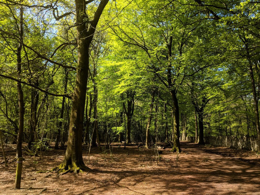 Leigh Woods, Bristol. Discover what to see in Bristol and what to do in Bristol from this insider's guide to Bristol, England. #bristol #england #uk #bristoltraveling #travelbuide #bristolguide