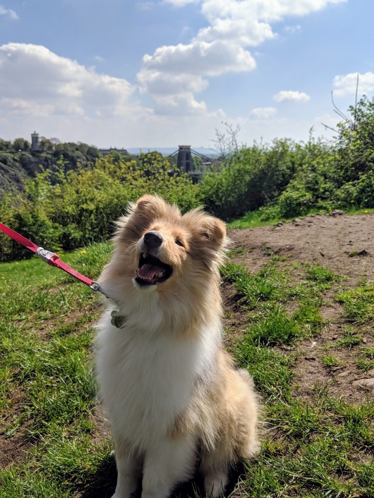 Leigh Woods view of Clifton Suspension Bridge, Bristol. Read this article to discover the top 10 things to see in Bristol, where to eat in Bristol, and where to stay in Bristol. #bristol #england #uk #bristoltraveling #travelbuide #bristolguide