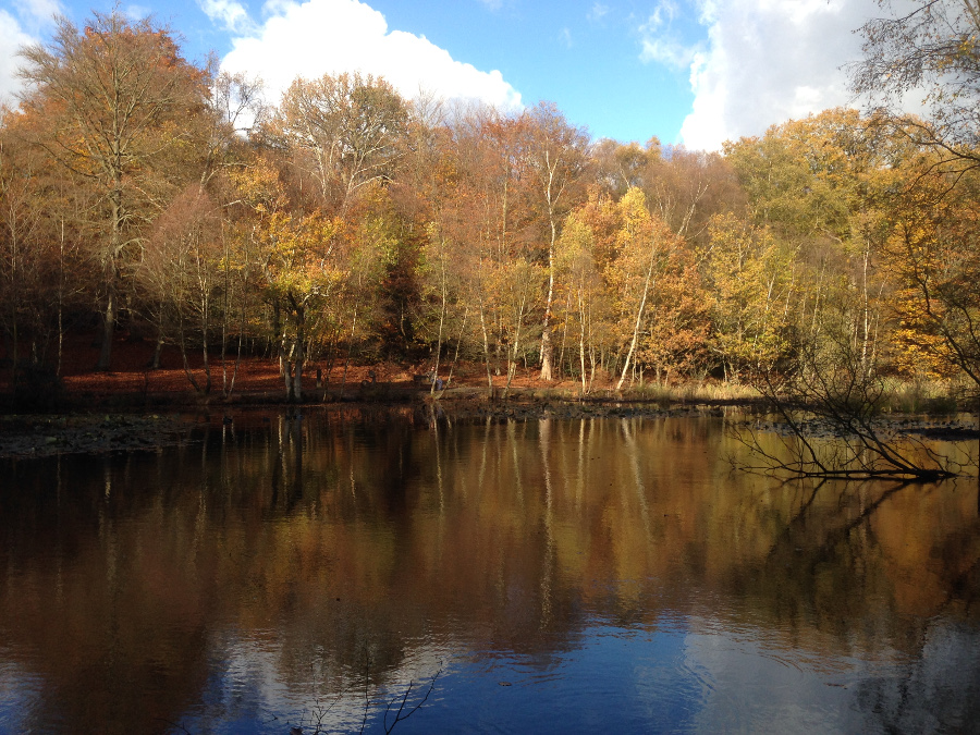 The woodland conservation area of Burnham Beeches in Buckinghamshire, England is one of the best places to visit in Europe in autumn if you want to admire the stunning fall foliage in Europe. Read this article to see Europe's best places for fall travel. #Europe #fall #fallfoliage #foliage #europefoliage #fallcolors #fallcolours #colours#autumn #england #uk
