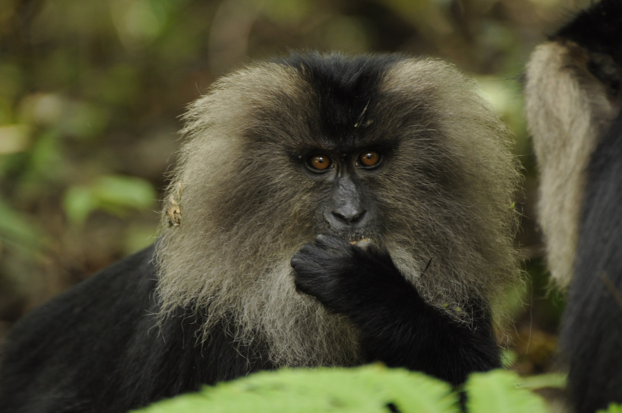 Lion-tailed macaque - Kerala, India. Reasons to make Kerala your next travel destination