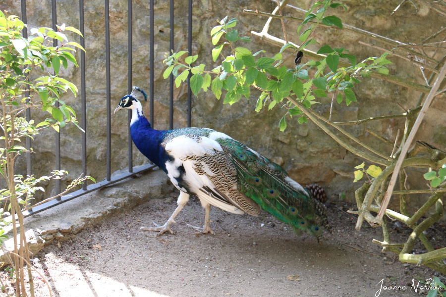 Sao Jorge Castle peacocks. Things to know before visiting Sao Jorge Castle 